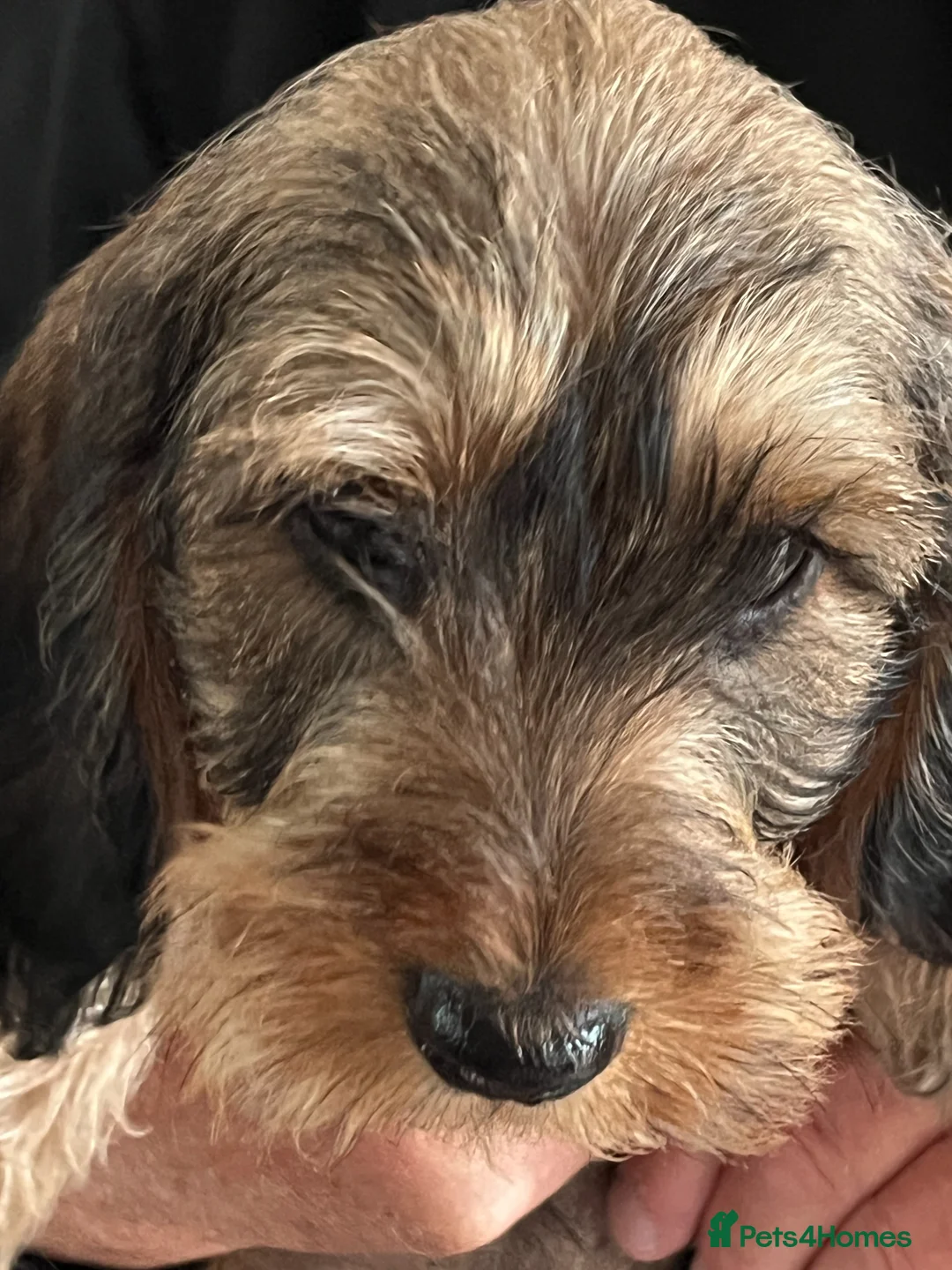 Miniature Dachshund dogs for sale: MINIATURE WIREHAIRED DACHSHUNDS - Advert 1