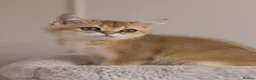British Shorthair cats for sale: Golden Blue and Golden BSH kittens - Advert 23