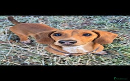 Dachshund dogs for sale: Dachshund  - Image 1