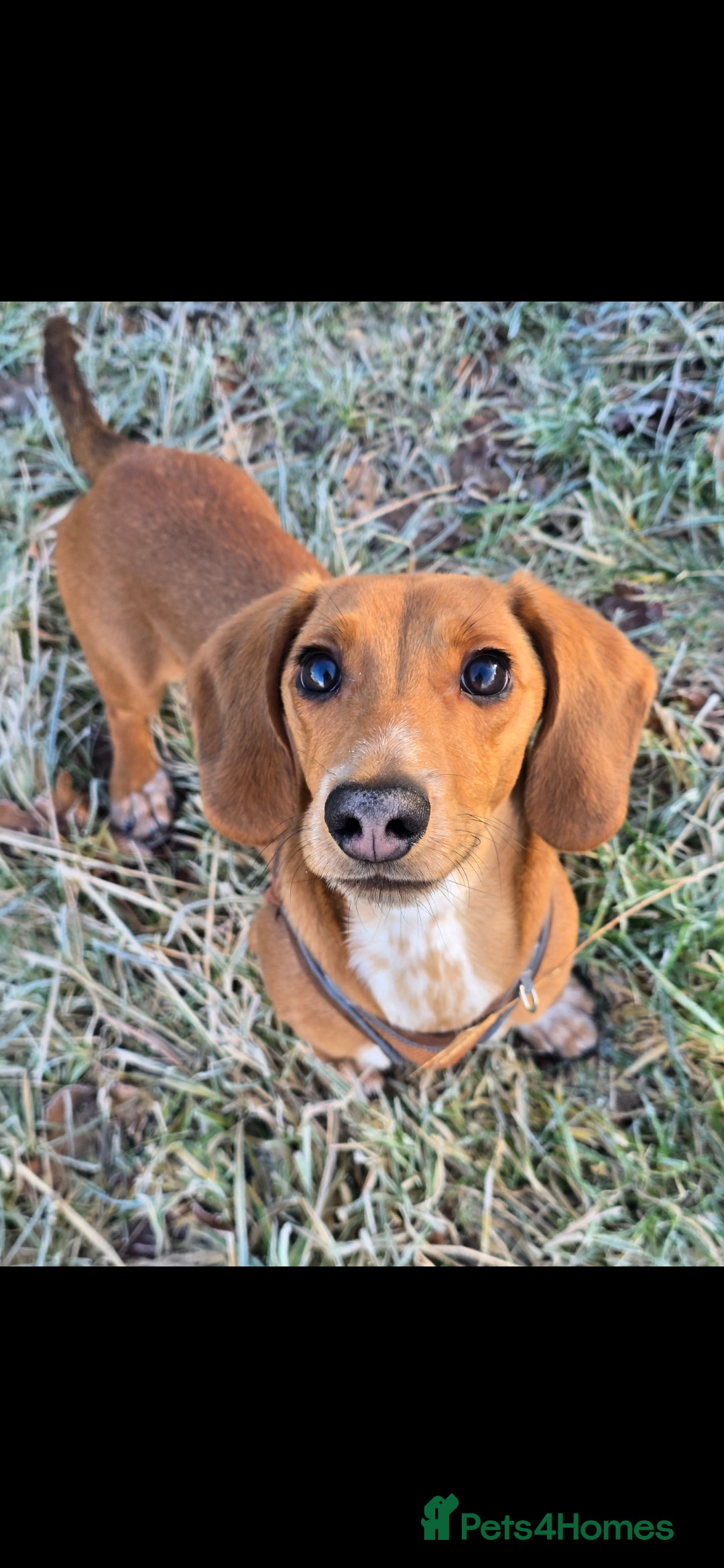 Dachshund dogs for sale: Dachshund  - Image 1