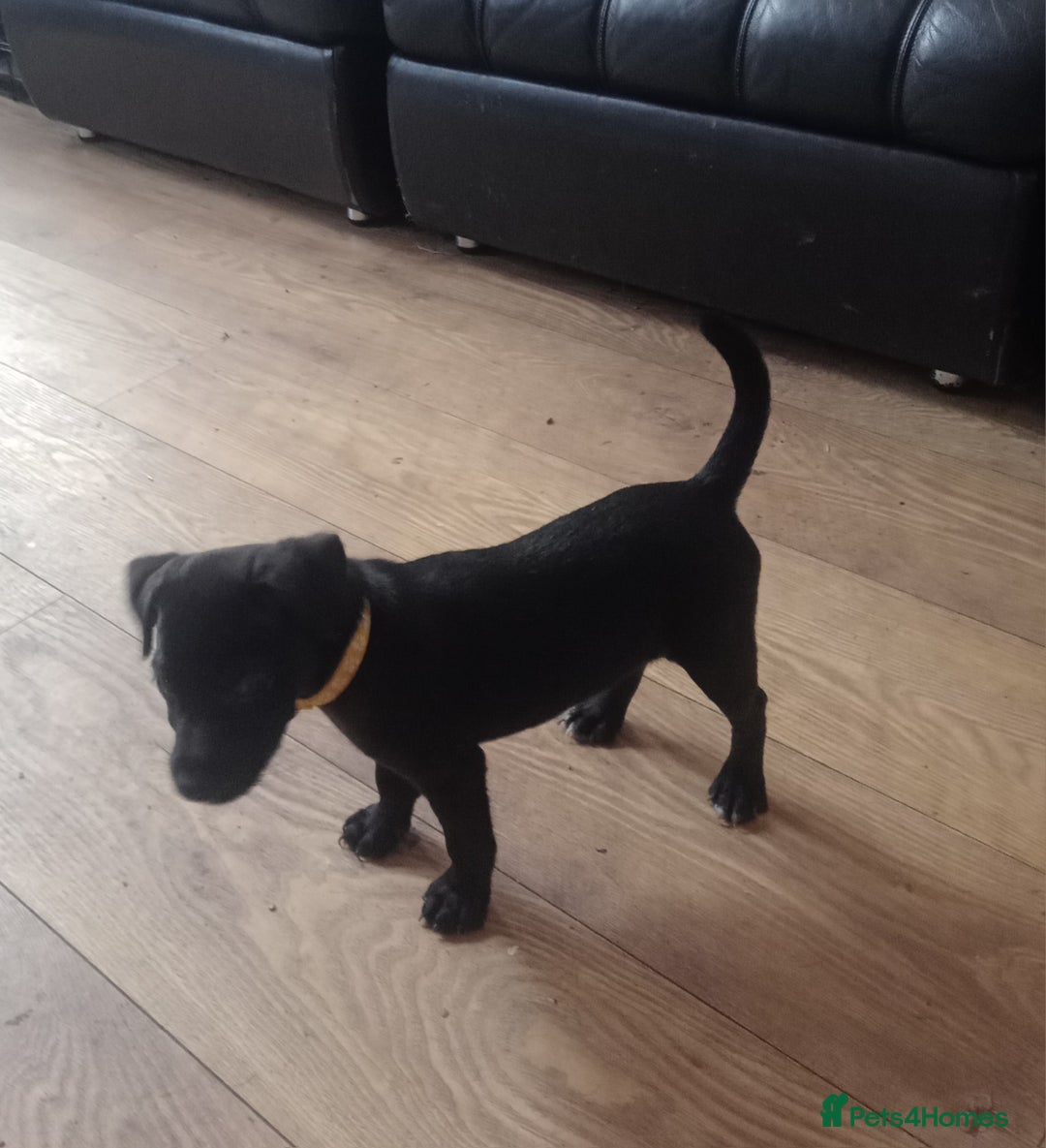 Patterdale Terrier dogs for sale:  READY NOW Patterdale pup for sale - Image 4