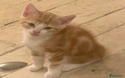 Mixed Breed cats for sale: Kittens ready now - Image 5