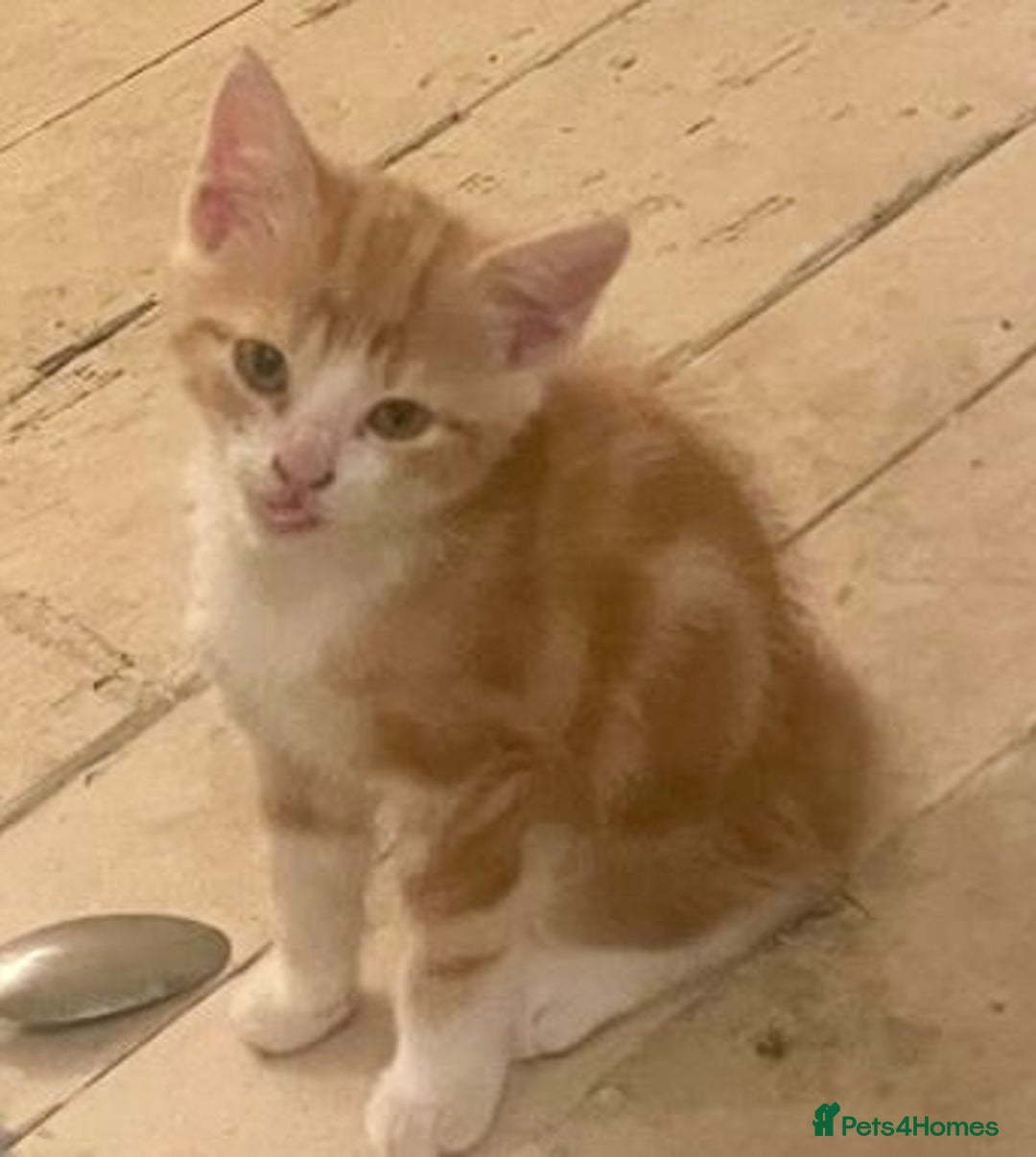 Mixed Breed cats for sale: Kittens ready now - Image 5