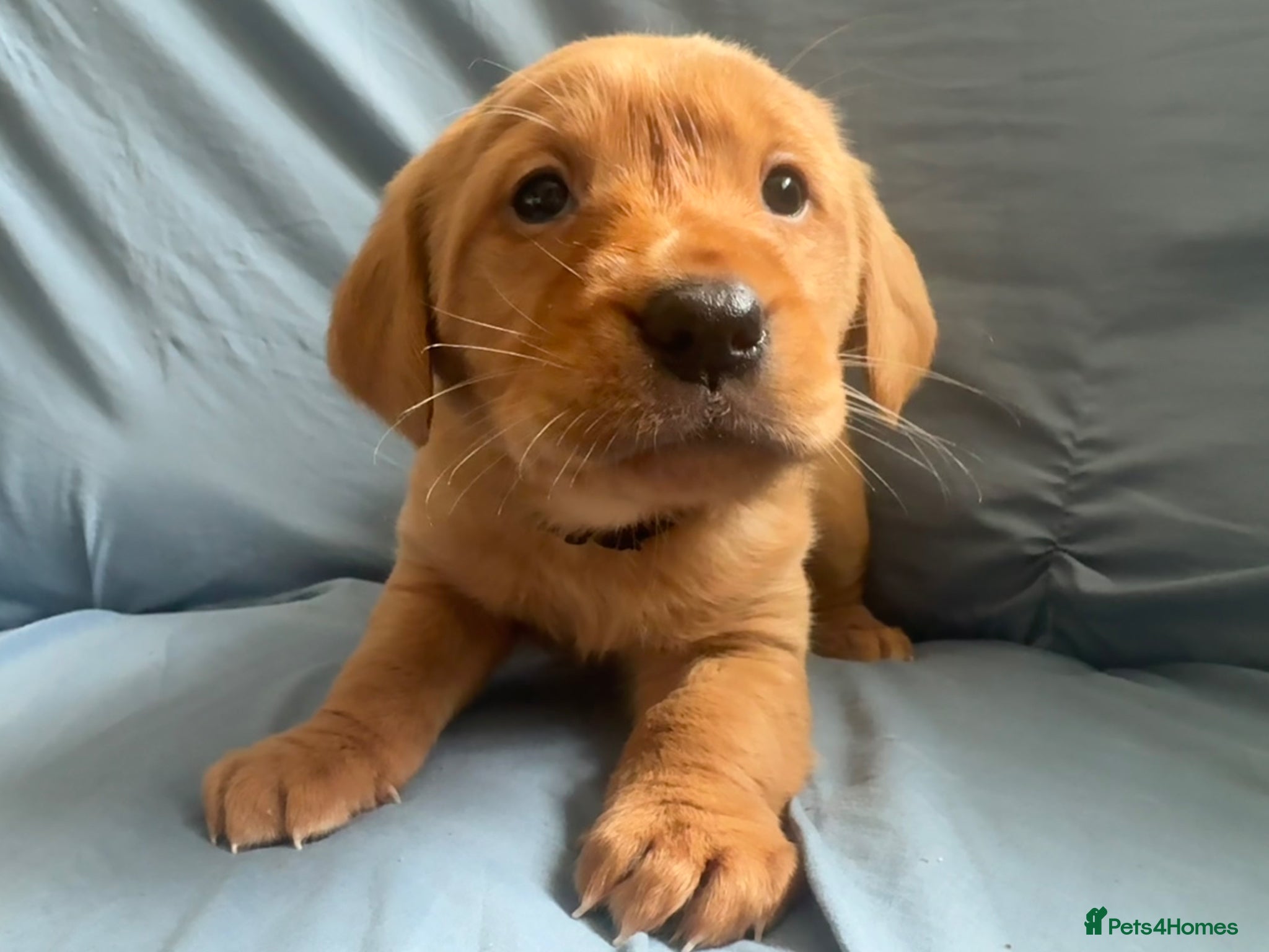 Goldador dogs READY! Fox Red Golden Retriever X Labrador pups 🧡 - Advert 1