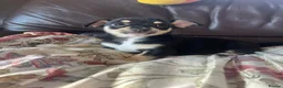 Chihuahua dogs for sale: 5 Beautiful Chihuahua Puppies For Sale  - Advert 22