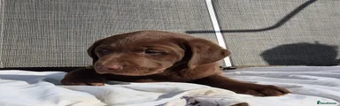 Chocolate girl
