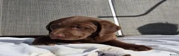 Labrador Retriever dogs for sale: Stunning KC Registered Labrador Retriever  - Advert 5
