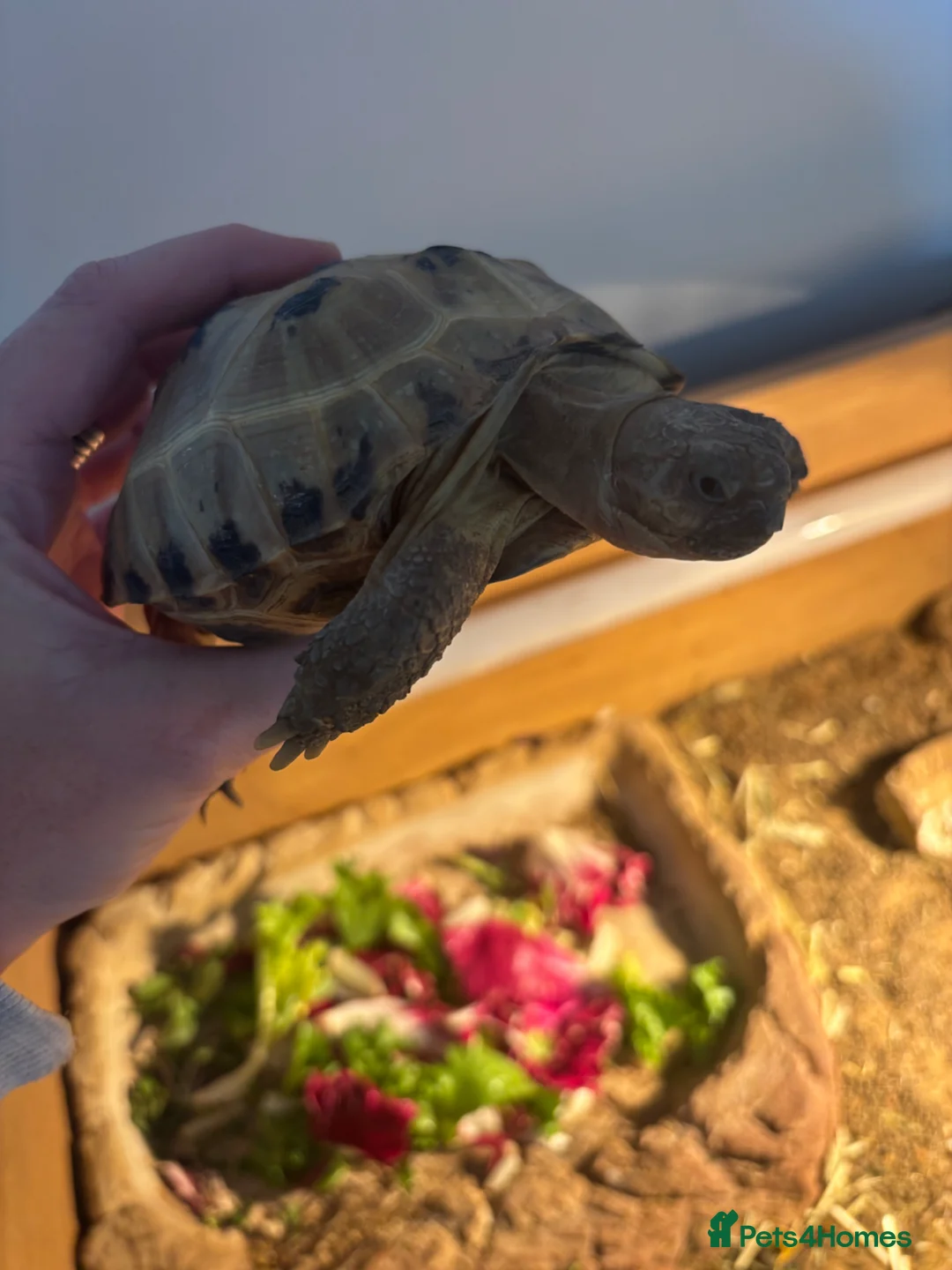 Tortoise reptiles for sale: Tortoise for sale in Wigton - Advert 4