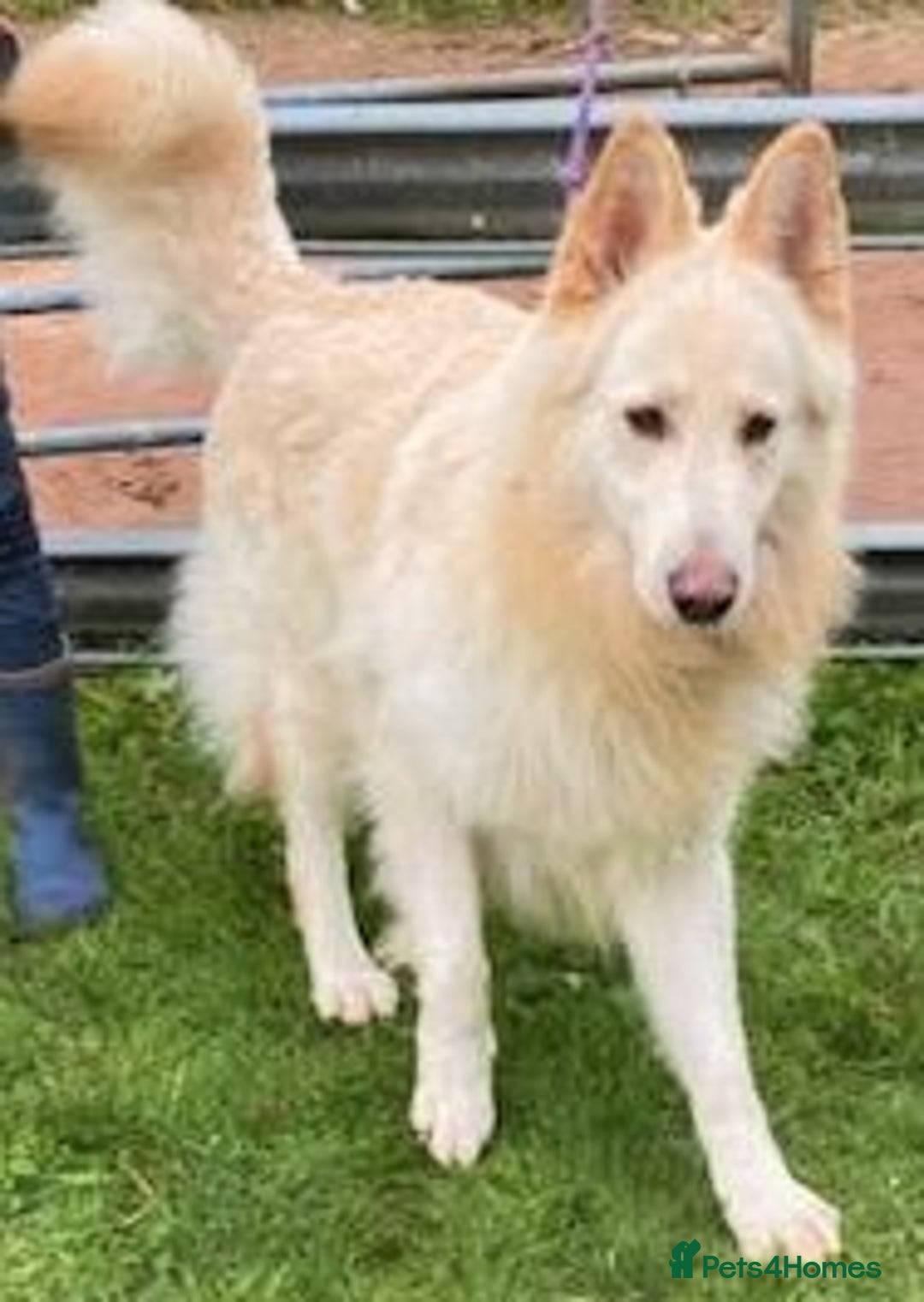 German Shepherd dogs for sale: Ready Now Beautiful Big Long Coated GSD Puppies - Image 22