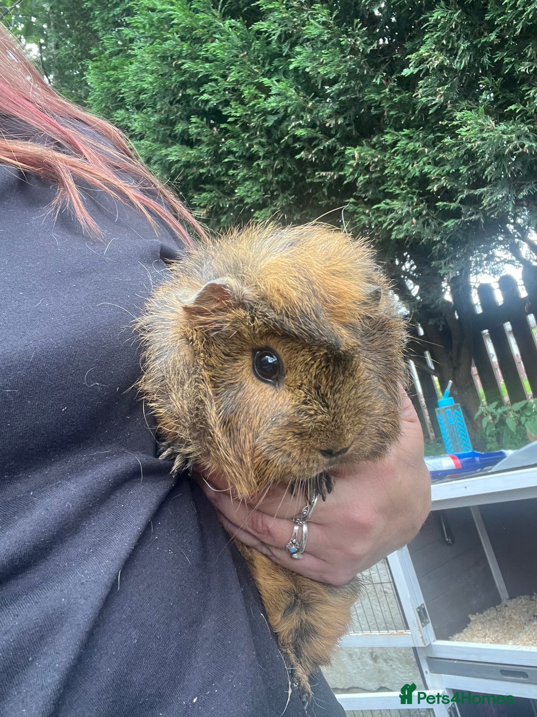 Guinea Pig rodents for sale: 4 Guinea pigs, hutches and accessories  - Image 5