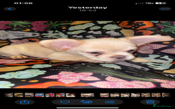 French Bulldog dogs for sale: 🐾 7 of the most Loving French Bulldogs 🐾🐶🩷 - Image 7