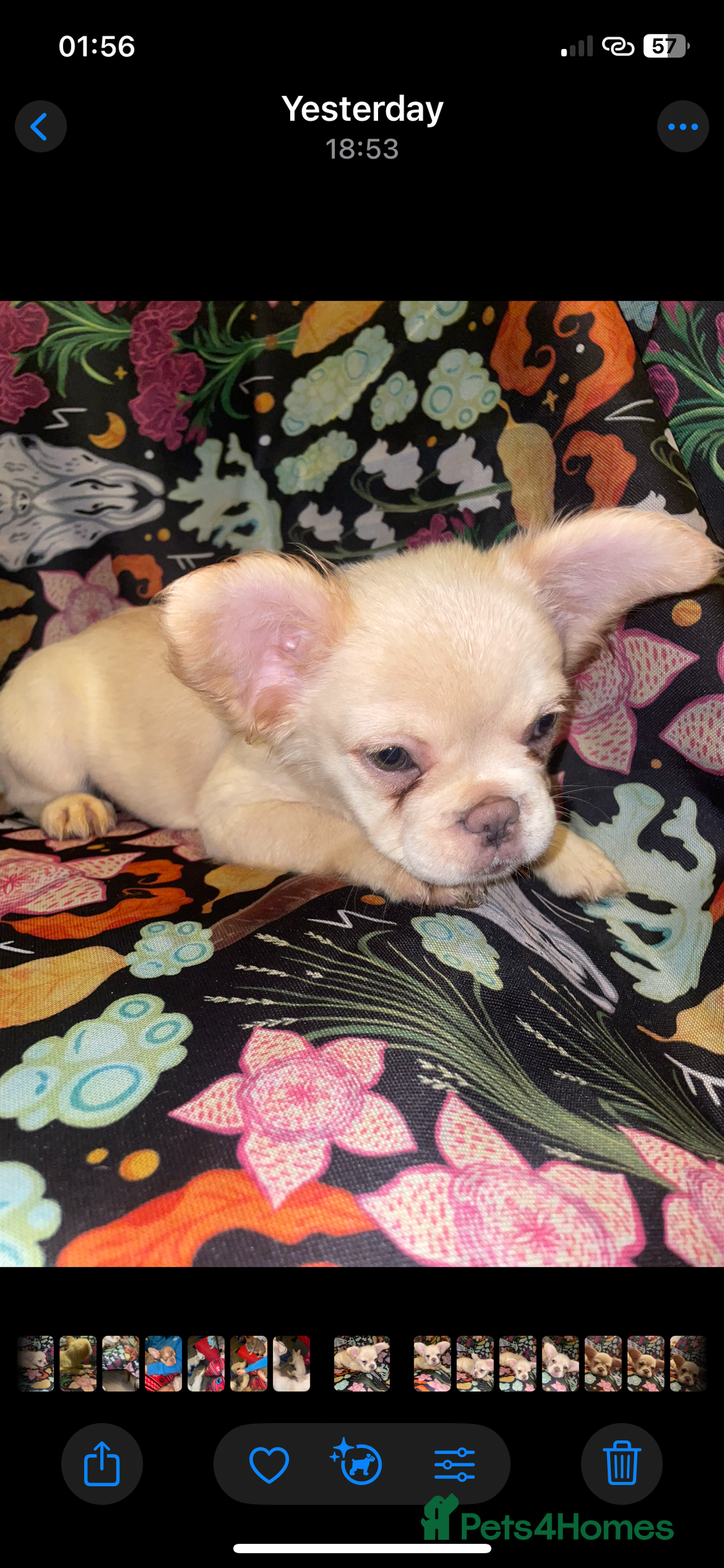 French Bulldog dogs for sale: 🐾 7 of the most Loving French Bulldogs 🐾🐶🩷 - Image 7