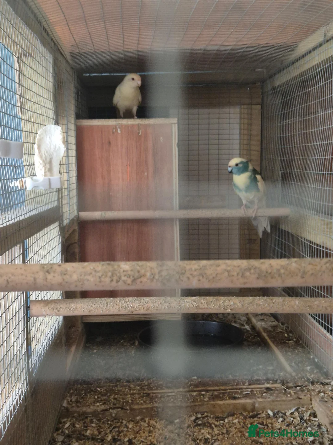 Parakeets birds for sale: 2 pairs of kakarikis and 1 pair of black rosellas - Advert 2