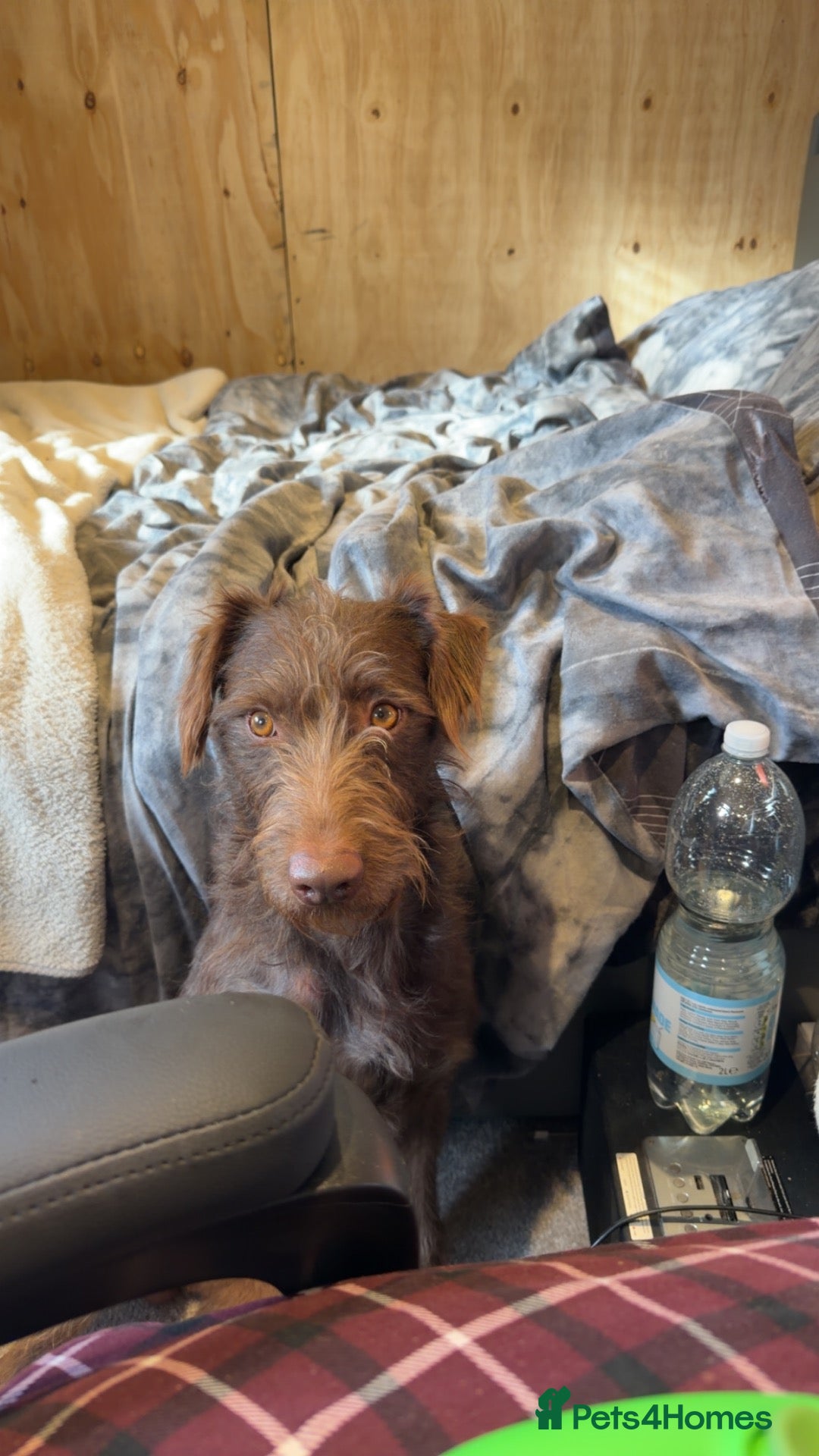 Lurcher dogs Beautiful boy  - Advert 7
