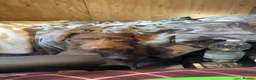 Lurcher dogs for sale: Beautiful boy  - Advert 1