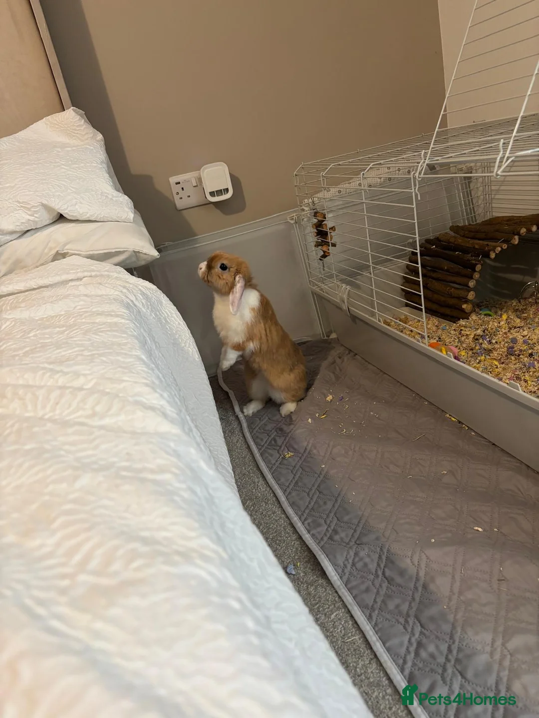 Mini Lop rabbits for sale: Mini lop for sale with indoor cage and accessories - Advert 1