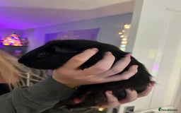 Guinea Pig rodents for sale: 4x Male Guinea pigs - Advert 8