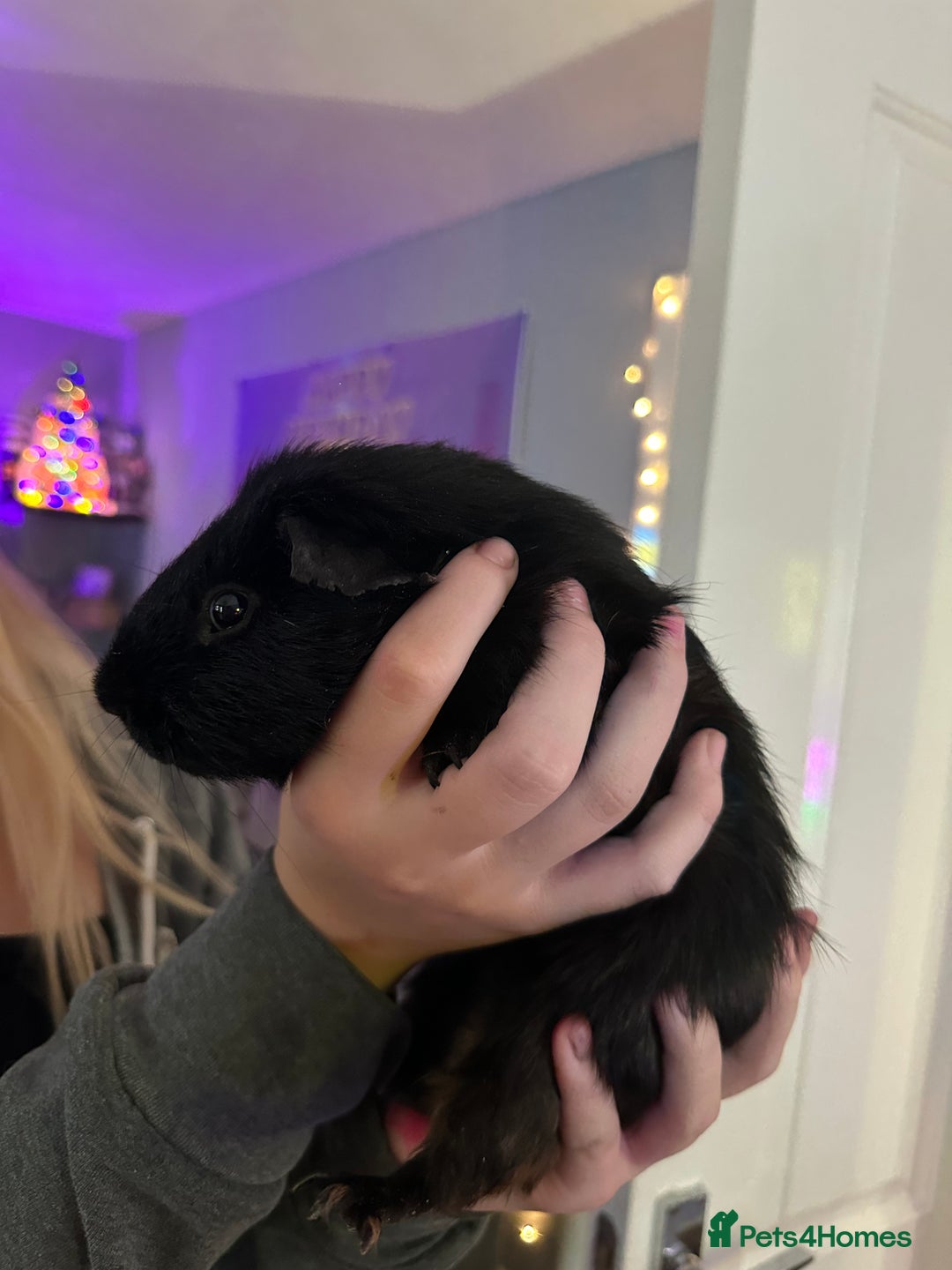 Guinea Pig rodents for sale: 4x Male Guinea pigs - Advert 8