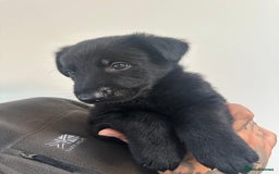 German Shepherd dogs for sale: Working line black GSD puppies - Image 7
