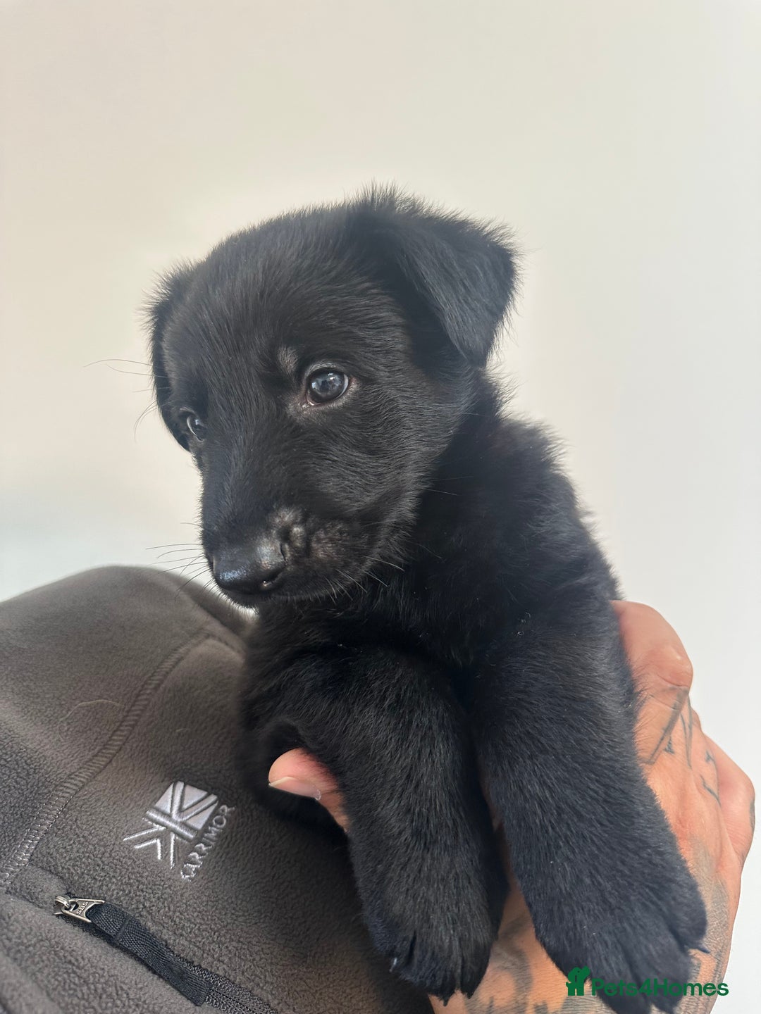 German Shepherd dogs for sale: Working line black GSD puppies - Image 7