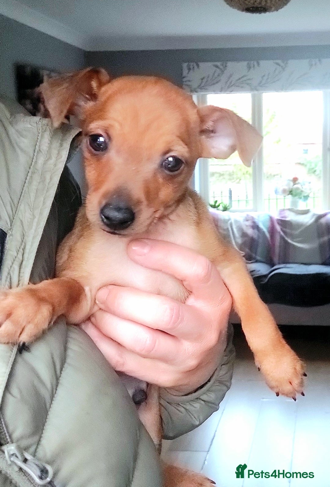 Miniature Pinscher dogs for sale: LAST PUPPY - LADYLUCKPINS KC MIN PINS - Advert 7