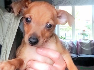 Miniature Pinscher dogs - Advert 1