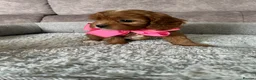 Cavapoo dogs for sale: Beautiful Red F1 Cavapoo Puppies - Advert 8