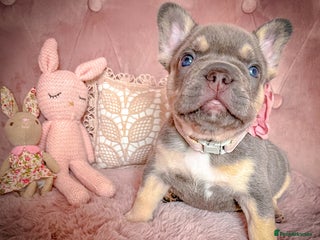 French Bulldog dogs - Advert 3