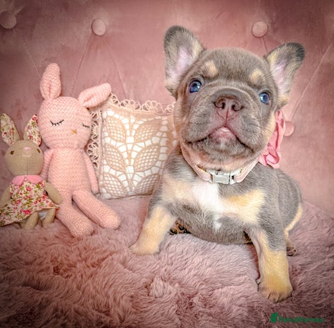 French Bulldog dogs - Advert 3