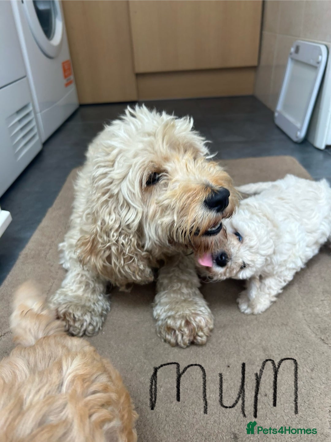 Cockapoo dogs for sale: Cockapoo F1B puppy’s  - Image 1