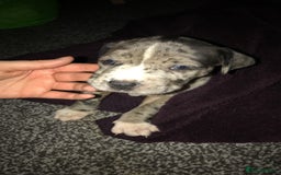 Dogue De Bordeaux dogs for sale: Male puppy for sale  - Image 3