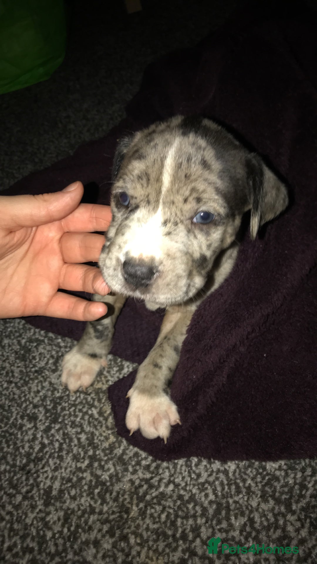 Dogue De Bordeaux dogs for sale: Male puppy for sale  - Image 3