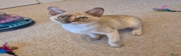 Burmese cats for sale: Gorgeous Pedigree Burmese Kittens - Advert 4