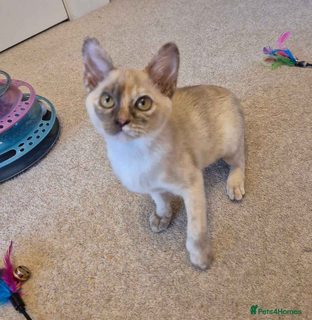 Burmese cats for sale: Gorgeous Pedigree Burmese Kittens - Advert 4