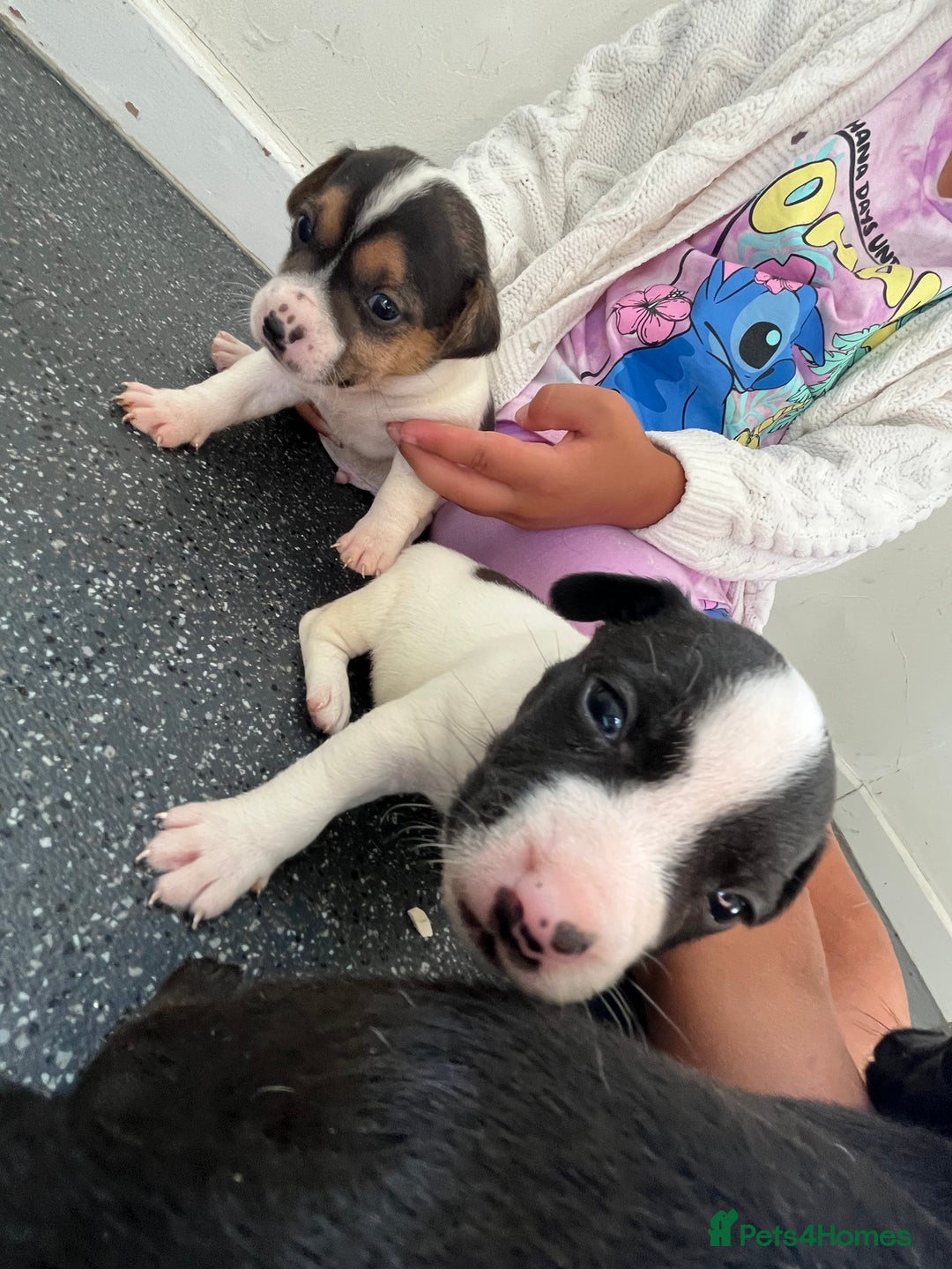 Jack Russell dogs for sale: 2 puppies for sales - Image 13