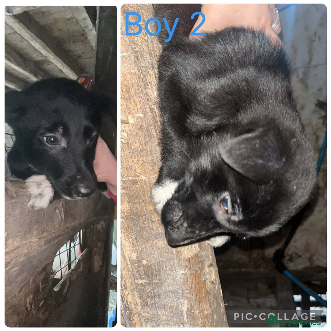 Border Collie dogs for sale: Three collie boys for sale  - Advert 3