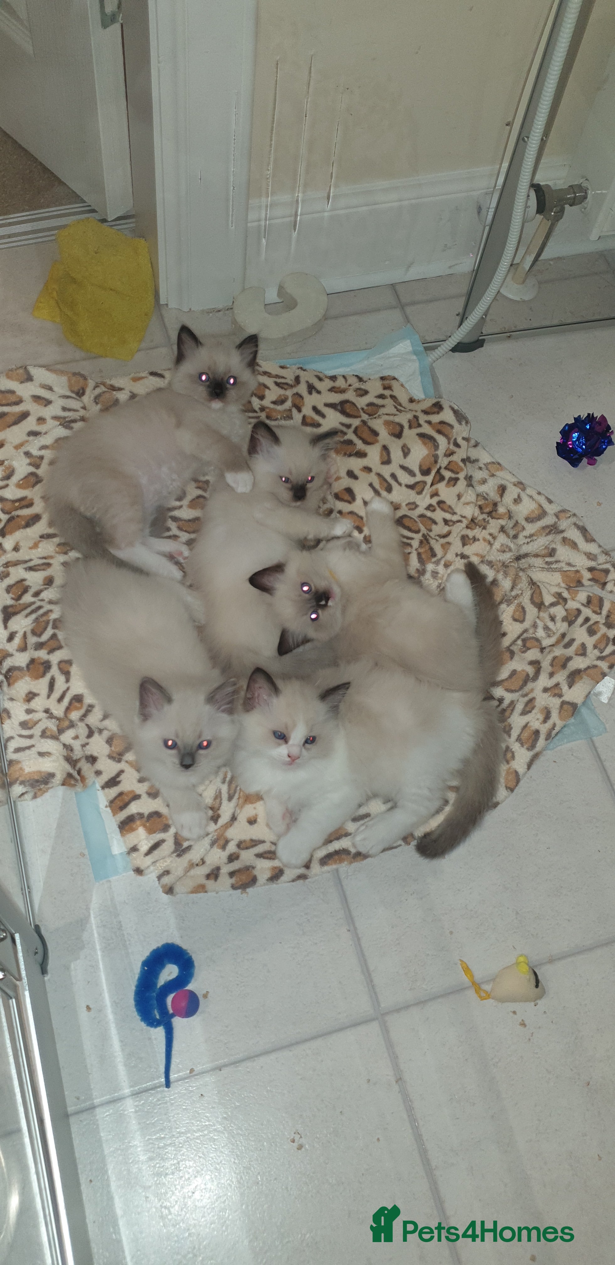 Ragdoll cats Gorgeous Ragdoll Kittens - Advert 12