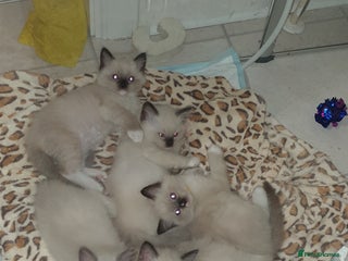 Ragdoll cats Gorgeous Ragdoll Kittens - Advert 2