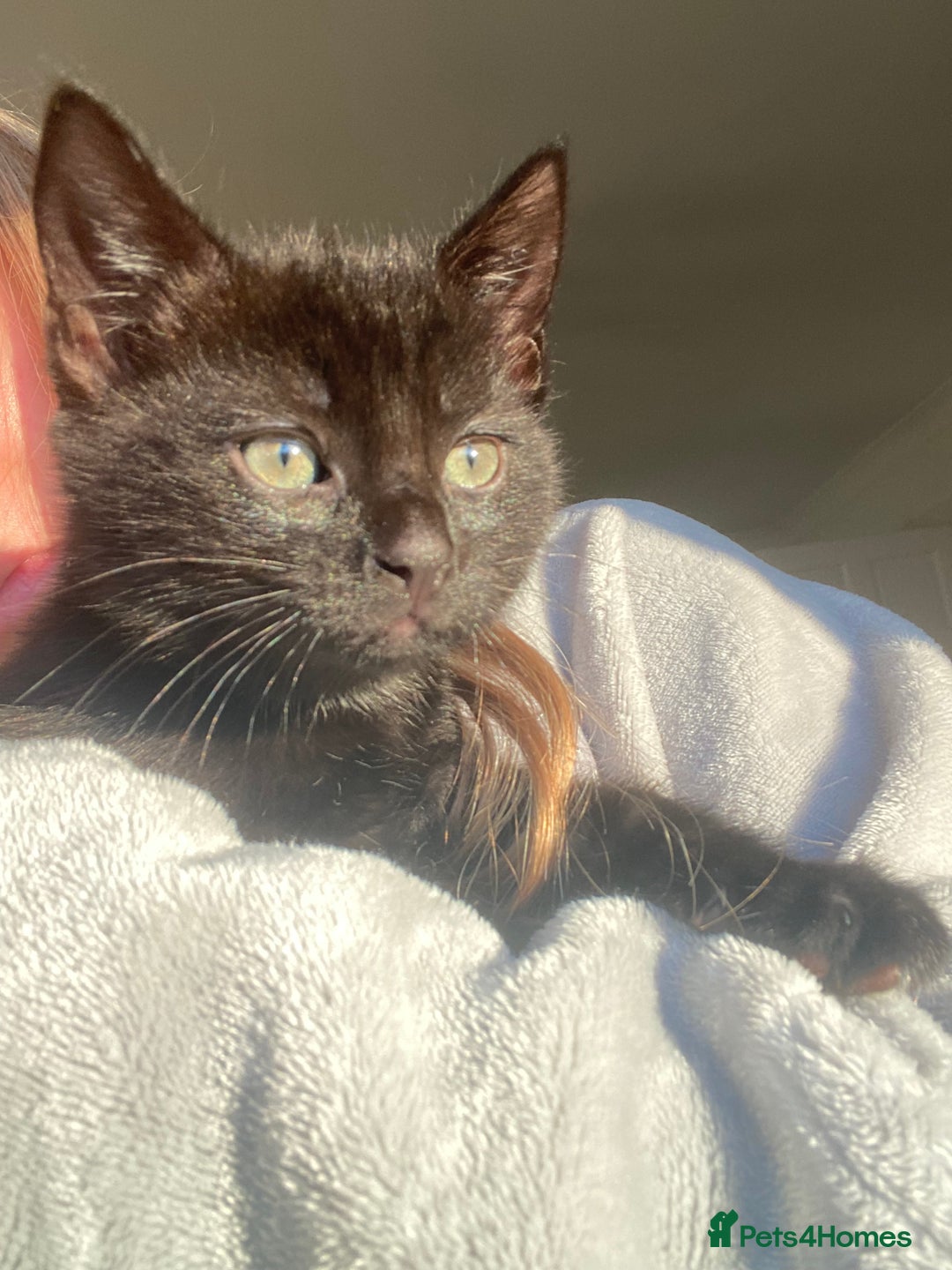 Mixed Breed cats for sale: male kitten - Advert 5