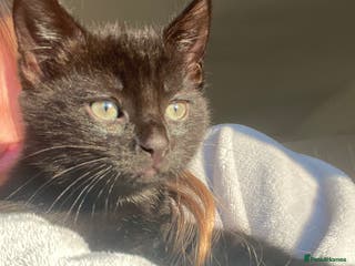 Mixed Breed cats male kitten - Advert 16