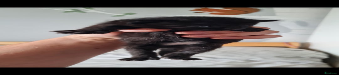 Domestic Shorthair Kitten 1