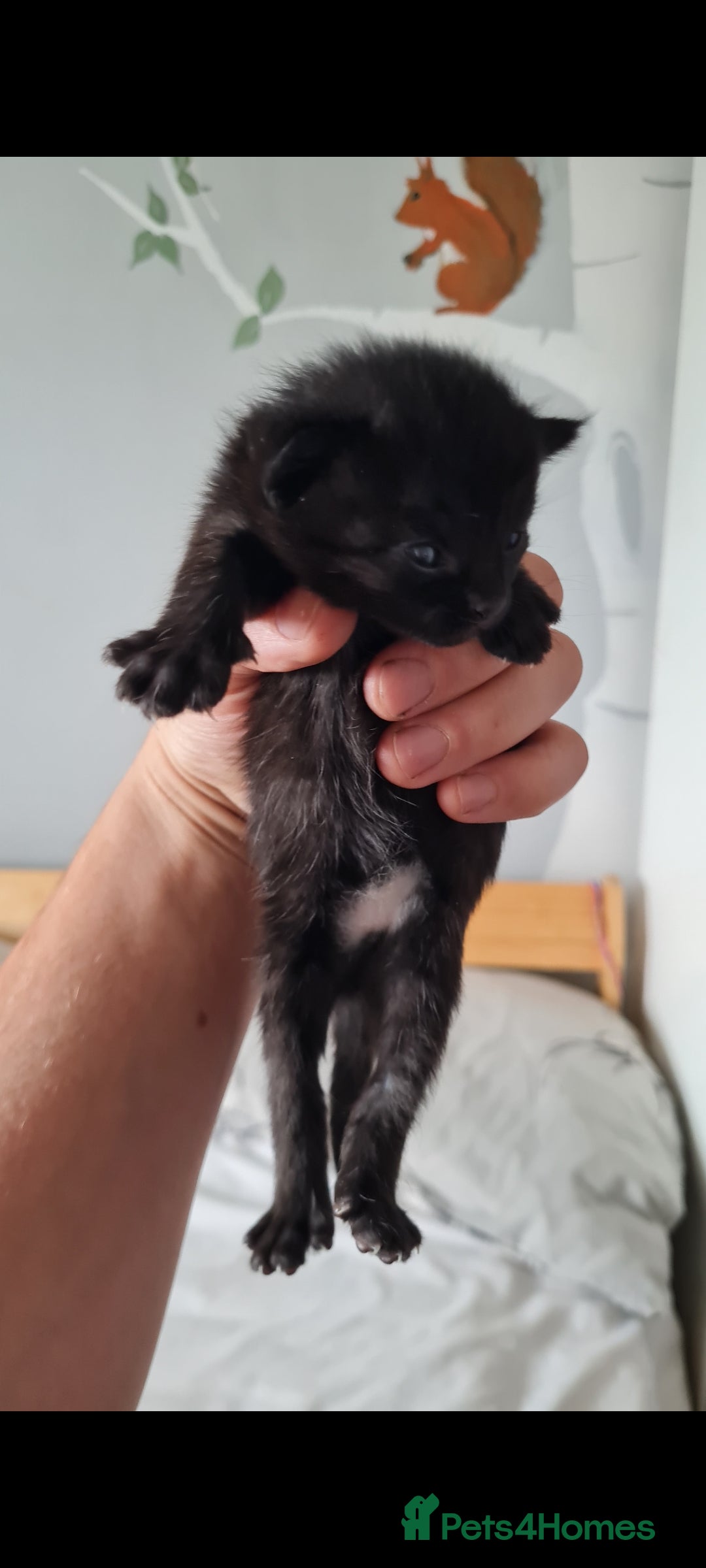 Domestic Shorthair cats for sale: One black Female Kitten - Image 3