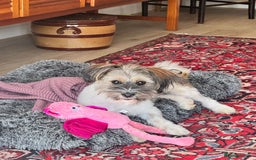 Mixed Breed dogs for adoption: Pepito  - Image 6