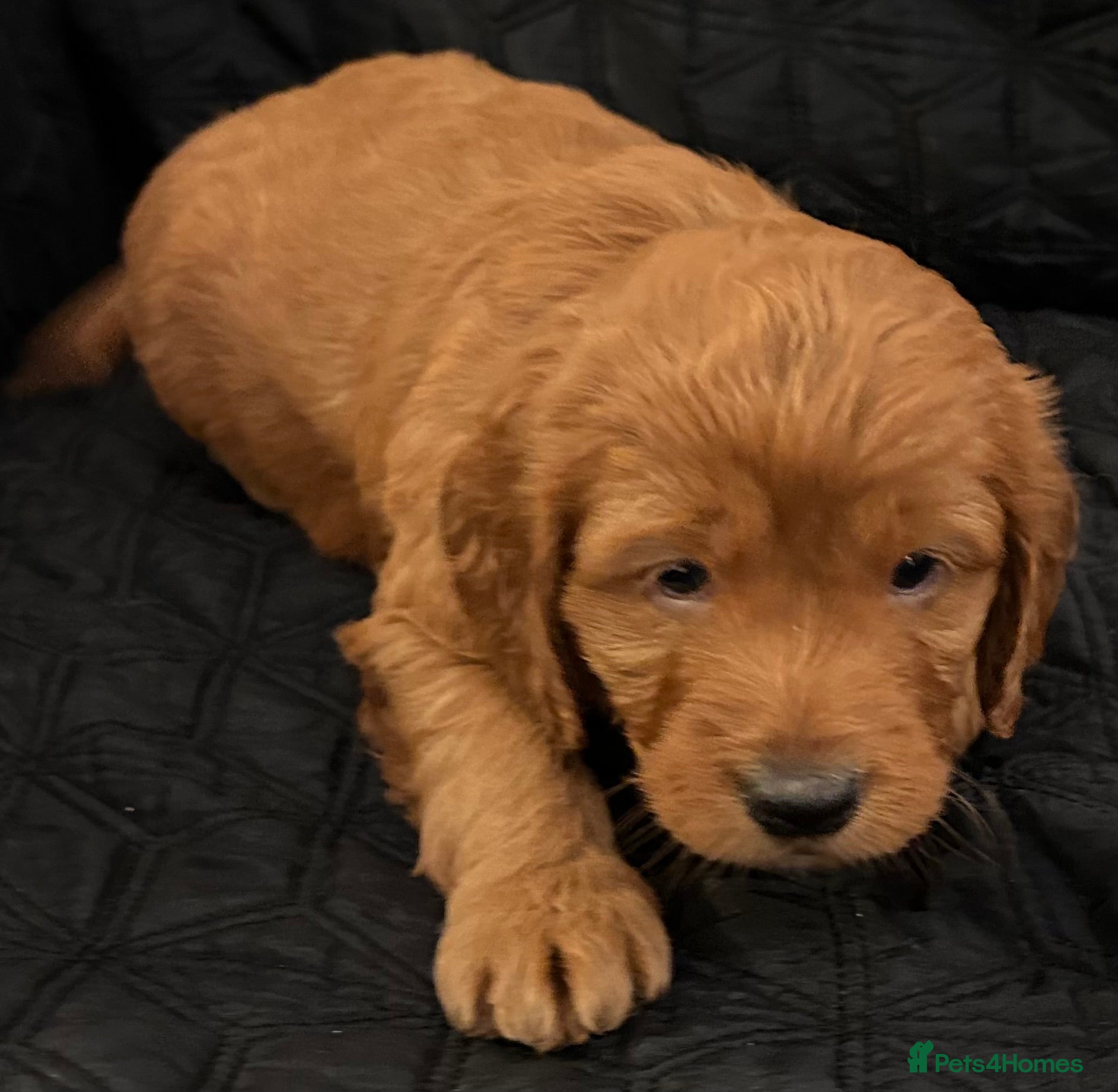 Cockapoo dogs STUNNING RED F1 HEALTH CHECKED COCKAPOOS - Advert 1