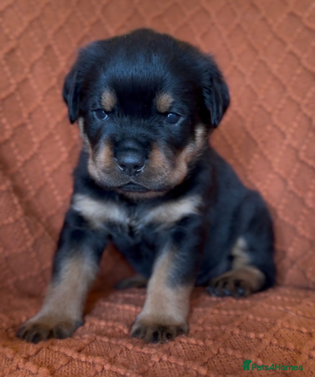 Rottweiler dogs Quality Rottweiler puppies - Advert 6