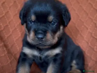 Rottweiler dogs Quality Rottweiler puppies - Advert 6