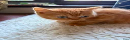 British Shorthair cats for sale: Blue-Eyed Red British Shorthair Boy (DBE) - Advert 13