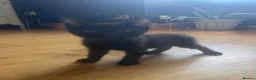 Mixed Breed cats for sale: 3 kittens available  - Advert 2