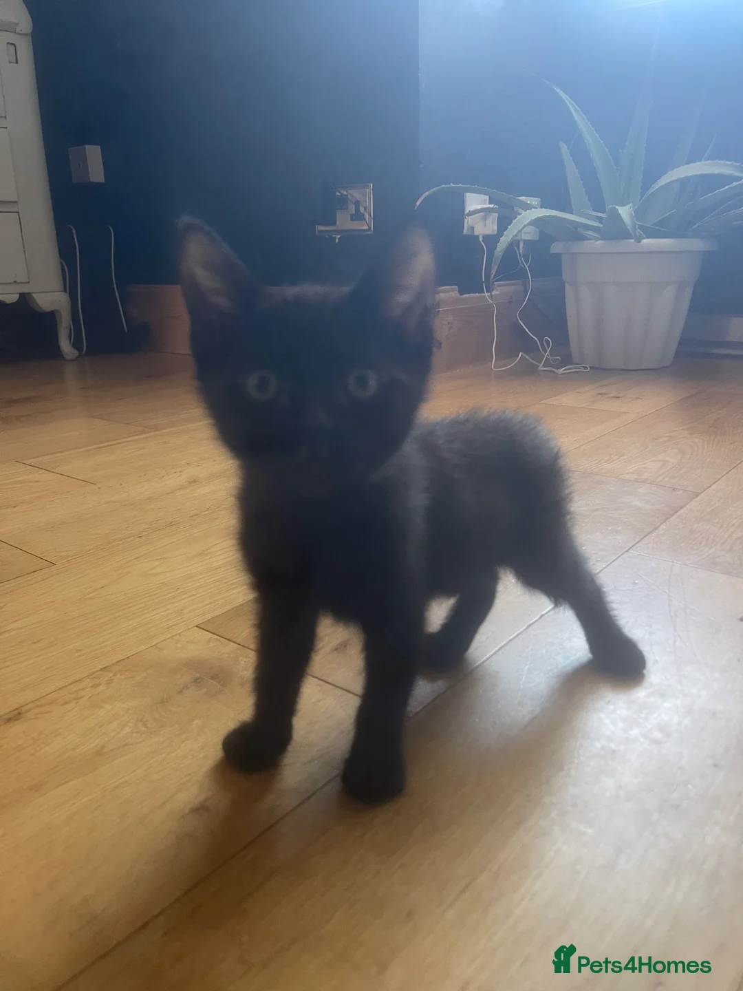 Mixed Breed cats for sale: 3 kittens available  - Advert 2