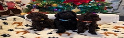 Miniature Poodle dogs for sale: 🐾 Beautiful Miniature Poodle Puppies Available🐾 - Advert 8
